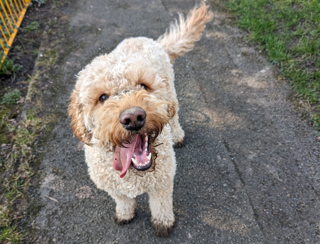 Introducing … HRH Pudding